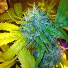 User uploaded image of Medicine Woman