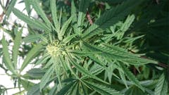 User uploaded image of MediHaze