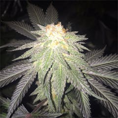 User uploaded image of Medusa