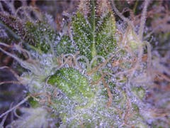 User uploaded image of Medusa