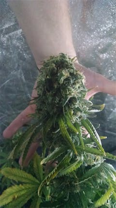 User uploaded image of Medusa