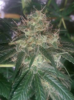 User uploaded image of Mega Jackpot