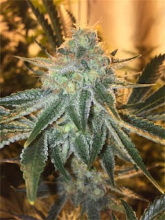 User uploaded image of Mega Jackpot