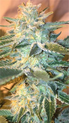 User uploaded image of Mega Jackpot