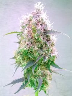 User uploaded image of Mega Jackpot