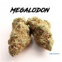 User uploaded image of Megalodon
