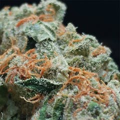 User uploaded image of Megalodon