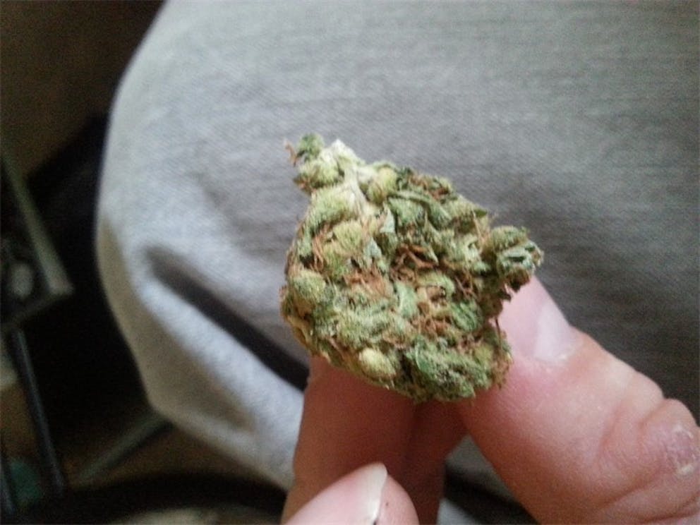 Photos of Melon Gum Weed Strain Buds Leafly