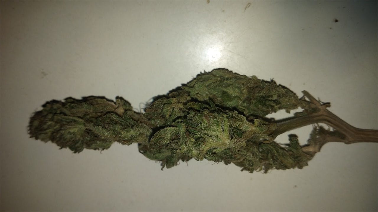 Photos of Melon Gum Weed Strain Buds Leafly