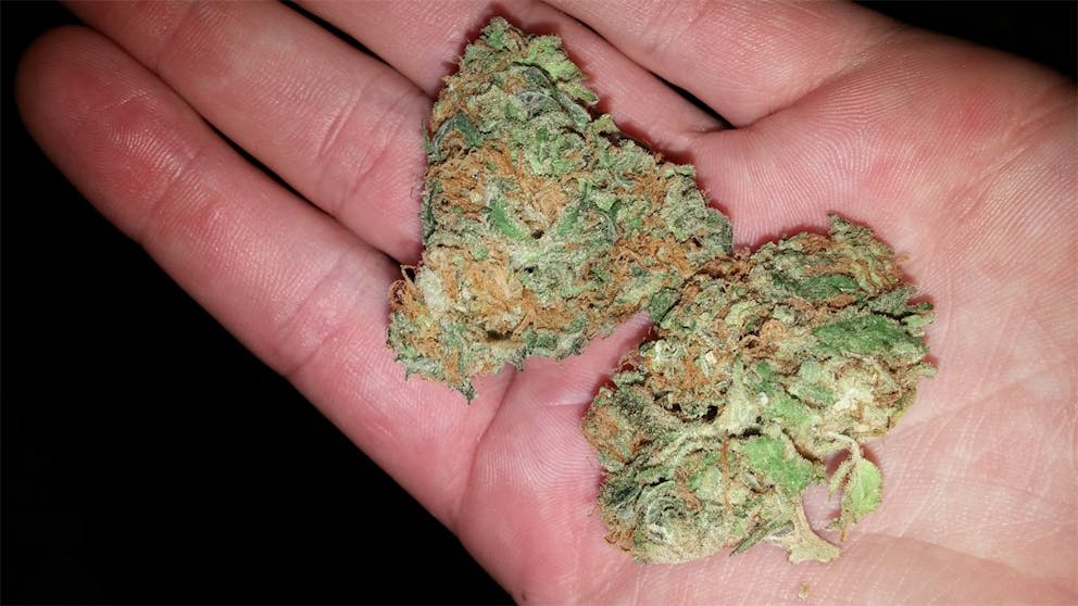 Photos of Melon Gum Weed Strain Buds Leafly