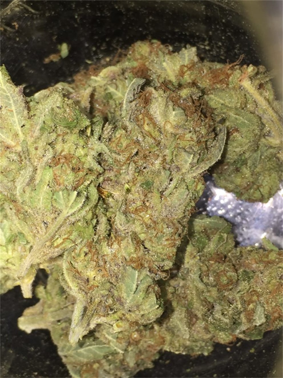 Photos of Melon Gum Weed Strain Buds Leafly