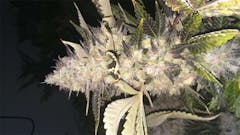 User uploaded image of Melon Gum