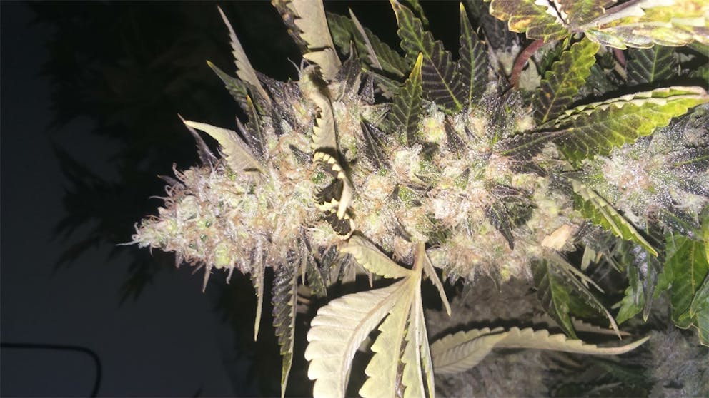 Photos of Melon Gum Weed Strain Buds Leafly