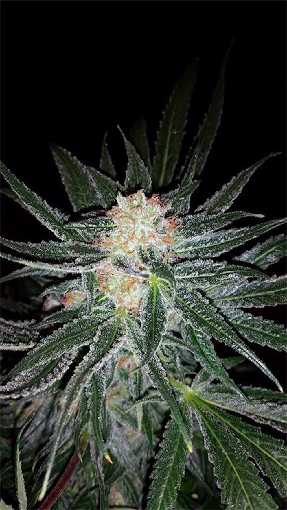 Photos of Melon Gum Weed Strain Buds Leafly