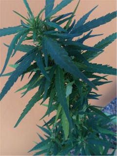 User uploaded image of Memory Loss