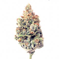 User uploaded image of Memory Loss