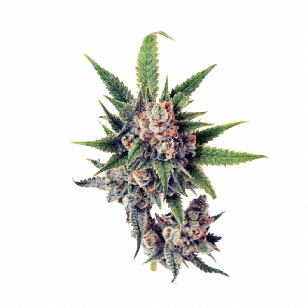 memory-loss-weed-strain-information-leafly