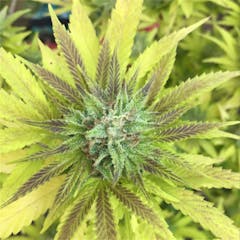 User uploaded image of Mendocino Purps