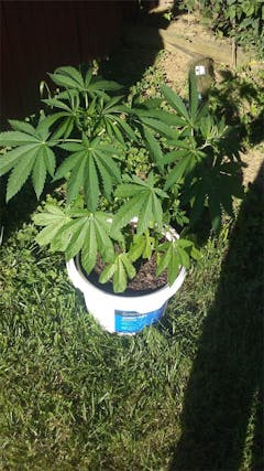 User uploaded image of Mexican Sativa