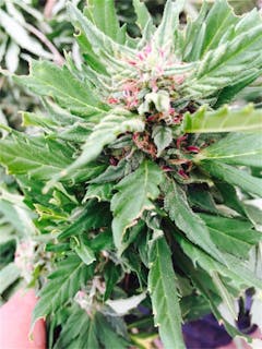 User uploaded image of Mexican Sativa