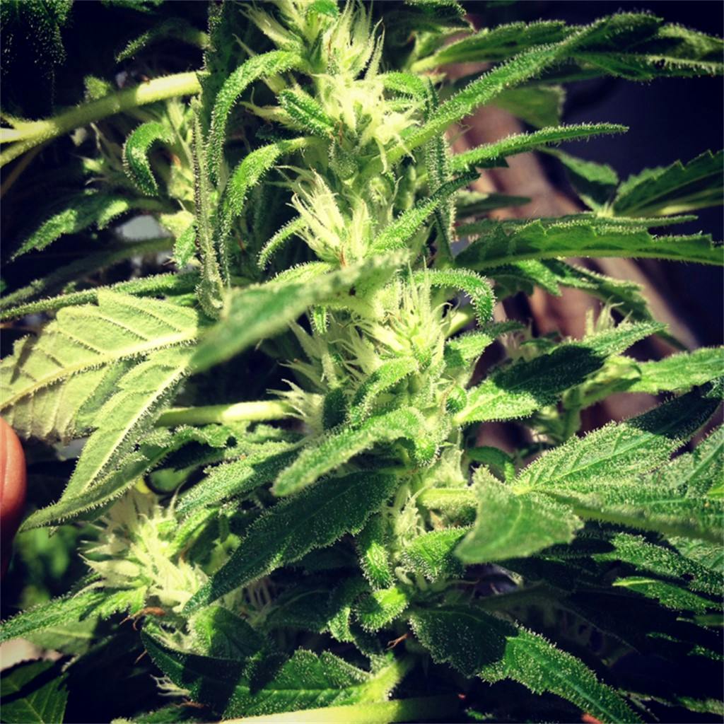 Mexican Sativa Weed Strain Information Leafly