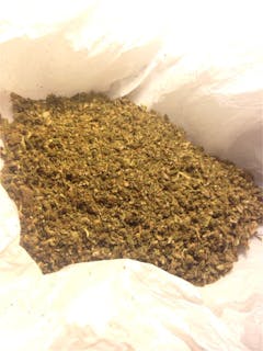 User uploaded image of Mexican Sativa