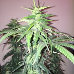 User uploaded image of Mexican