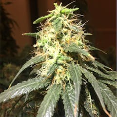 User uploaded image of Mexican