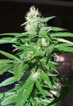 User uploaded image of Mexican