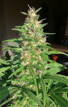 User uploaded image of Mexican