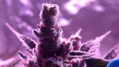 User uploaded image of Mickey Kush