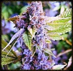 User uploaded image of Middlefork x Pineapple Express