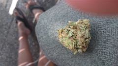 User uploaded image of Misty Kush