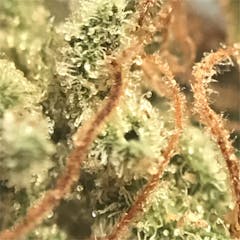 User uploaded image of MK Ultra