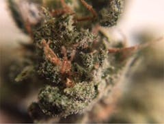 User uploaded image of Moby Dick