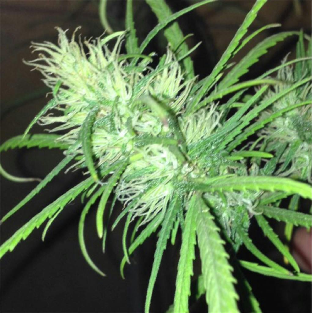 Moby Dick Weed Strain Information 