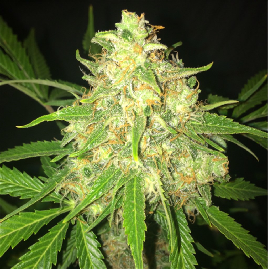 Moby Dick Weed Strain Information | Leafly