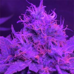 User uploaded image of Money Maker