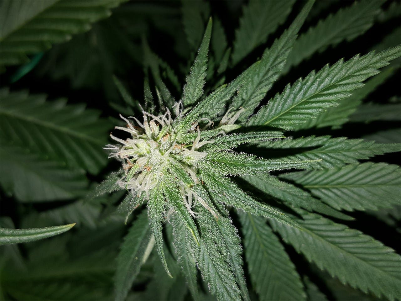 Money Maker aka Money Bush, Money Kush Weed Strain Information Leafly