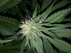 User uploaded image of Money Maker