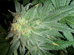 User uploaded image of Monkey Paw