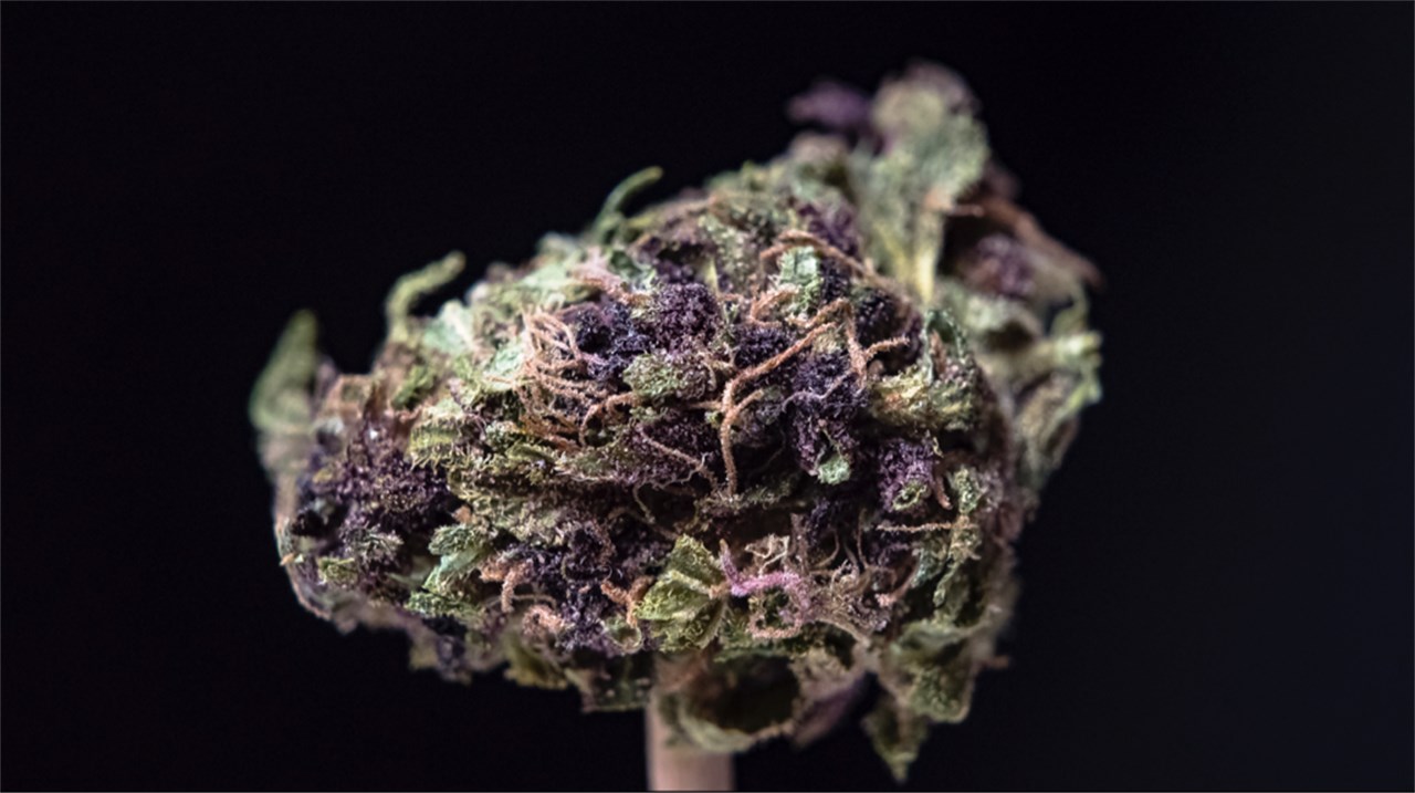 Cookie Monster Marijuana Strain Information 