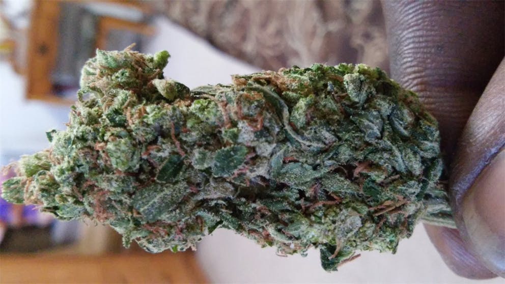 Photos of Monster Cookies Weed Strain Buds Leafly