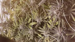 User uploaded image of Silvertip