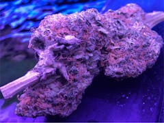 User uploaded image of Moon Cookies