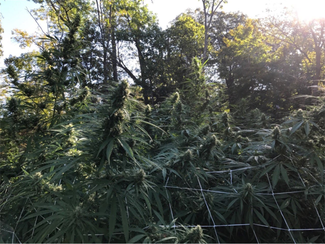 Moonshine Haze Weed Strain Information Leafly