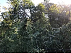 User uploaded image of Moonshine Haze