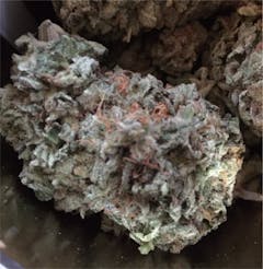 User uploaded image of Moose and Lobsta