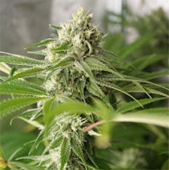 User uploaded image of Moose and Lobsta