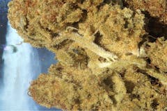 User uploaded image of Morning Star